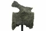 Fossil Sauropod (Barosaurus?) Caudal Vertebra - Wyoming #377950-7